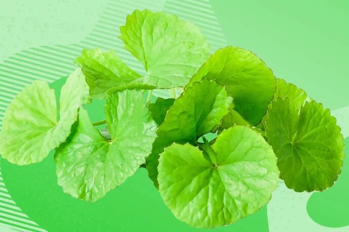 centella asiatica extract skin benefits