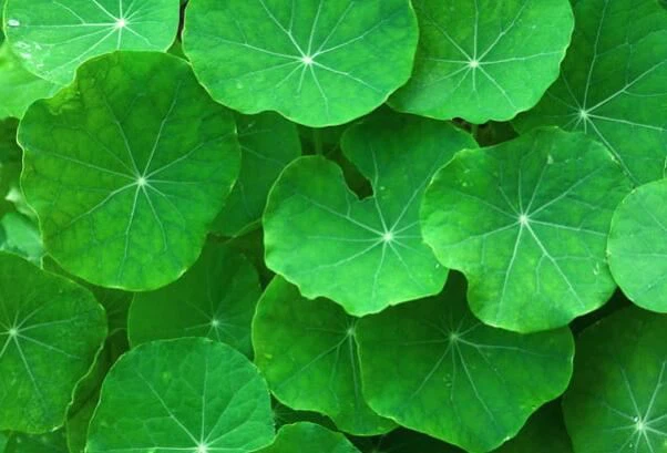 what is gotu kola what is gotu kola