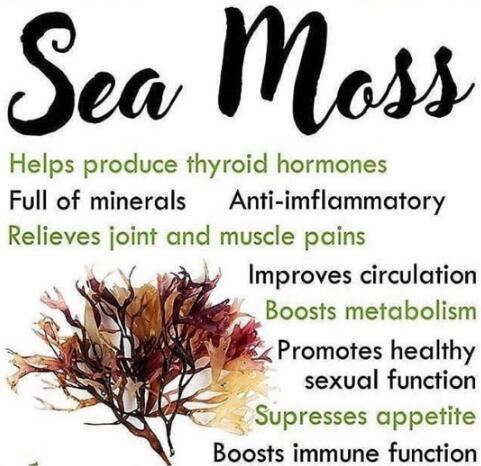 chondrus crispus extract benefits