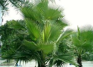 saw palmetto