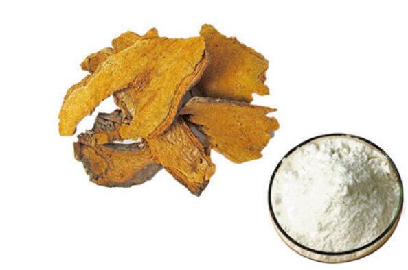 Giant Knotweed Extract-1 Giant Knotweed Extract-1