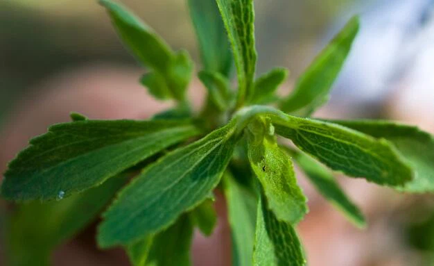 What is stevia extract made from What is stevia extract made from