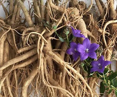 What is balloon flower root