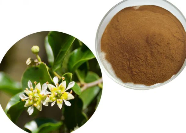 Quillaja Saponaria Powder