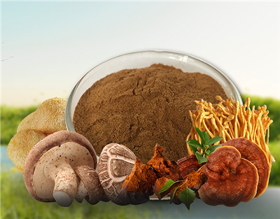 버섯 블렌드 OEM 제조업체