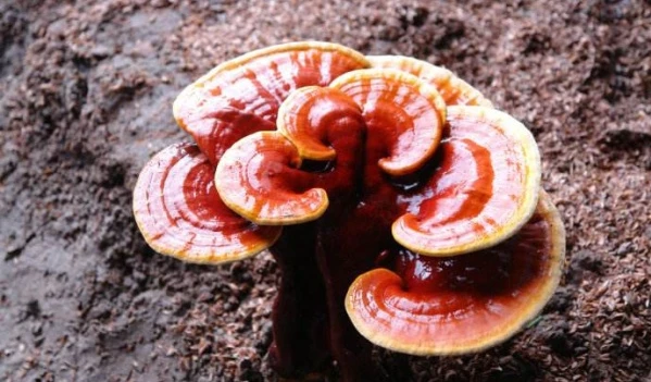 Ganoderma Lucidum 추출물 VS Ganoderma Lucidum 분말