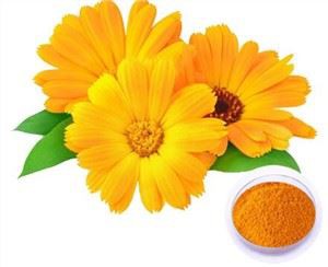 금송화 꽃 추출물