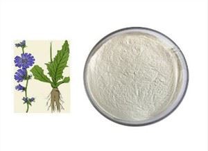 치커리 뿌리 이눌린