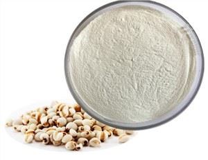 동결 건조 Coix 종자 분말