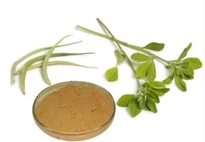 Gymnema Sylvestre 분말