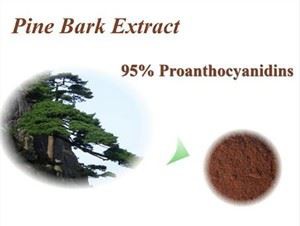 피누스 마소니아나 껍질 추출물