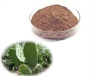 의욕적 인 배 선인장 추출물