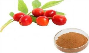 로즈힙 추출물 분말