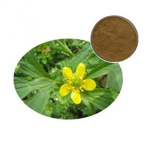 운카리아 토멘토사 추출물