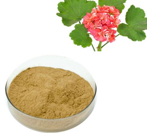 Pelargonium Sidoides 추출물 분말