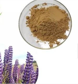 루피누스 알버스 씨 추출물