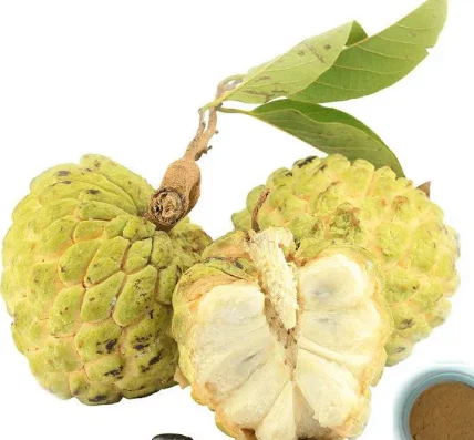 Annona Squamosa 씨 추출물